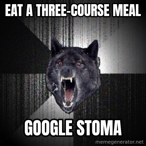 Insanity Wolf meme: eat a three-course meal / google stoma