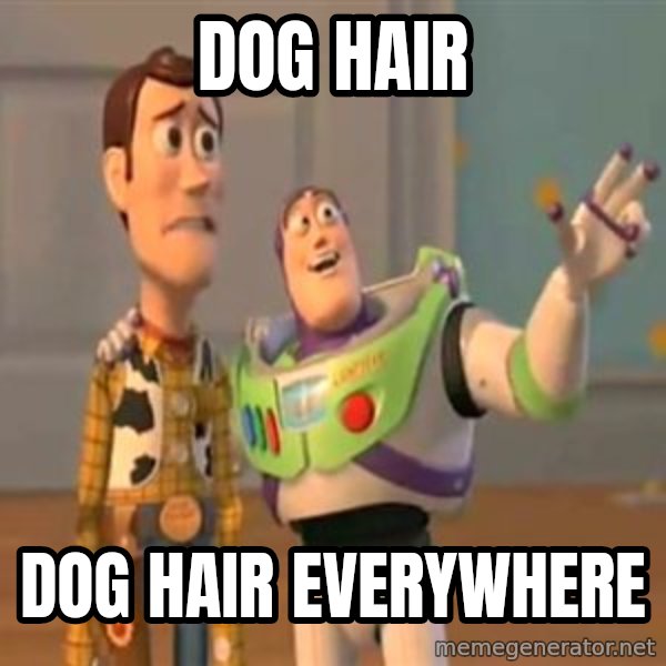 X, X Everywhere  meme: dog hair / dog hair everywhere