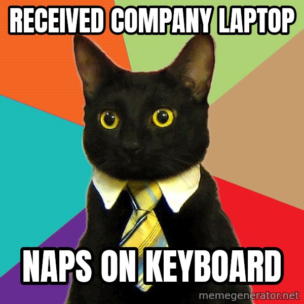 Business Cat meme: received company laptop / Naps on keyboard