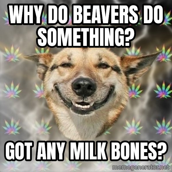 Stoner Dog meme: Why do beavers do something? / got any milk bones?