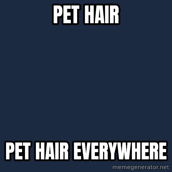 X, X Everywhere  meme: pet hair / pet hair everywhere