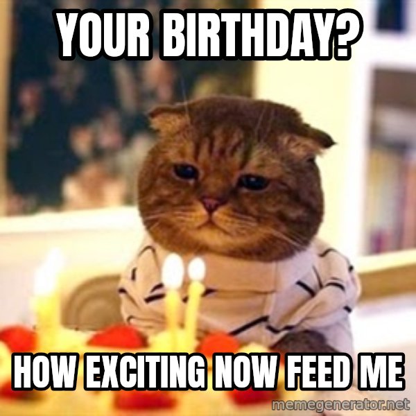 Birthday Cat meme: yoUr birthday? / how exciting now feed me