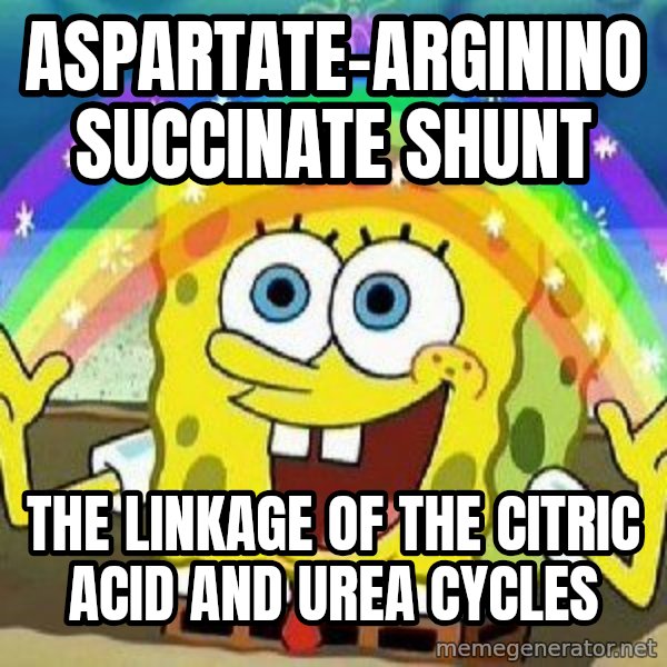 Imagination meme: aspartate-argininosuccinate shunt / The linkage of the citric acid and urea cycles