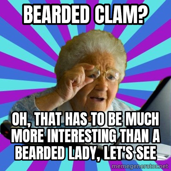 old lady meme: bearded clam? / oh, that has to be much more interesting than a bearded lady, let's see