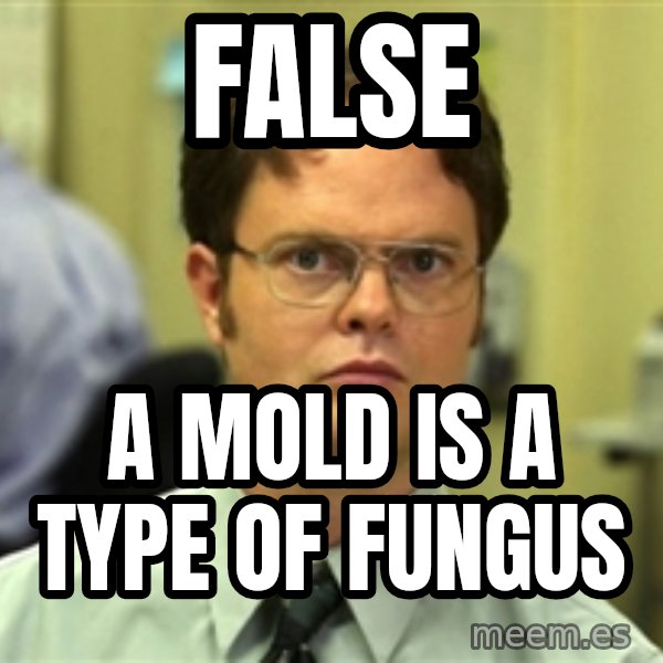 Dwight Meme meme: False / A mold is a type of fungus