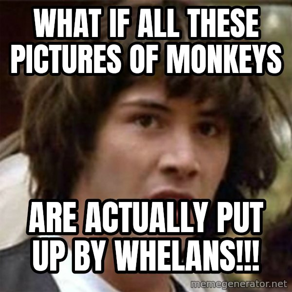what if meme meme: what if all these pictures of monkeys / are actually put up by whelans!!!