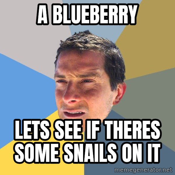 Bear Grylls meme: a blueberry / lets see if theres some snails on it