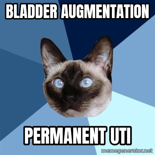 Chronic Illness Cat meme: Bladder Augmentation / Permanent UTI