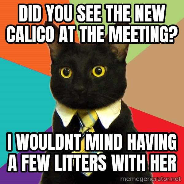 Business Cat meme: did you see the new calico at the meeting? / i wouldnt mind having a few litters with her