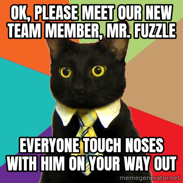 Business Cat meme: ok, please meet our new team member, mr. fuzzle / everyone touch noses with him on your way out