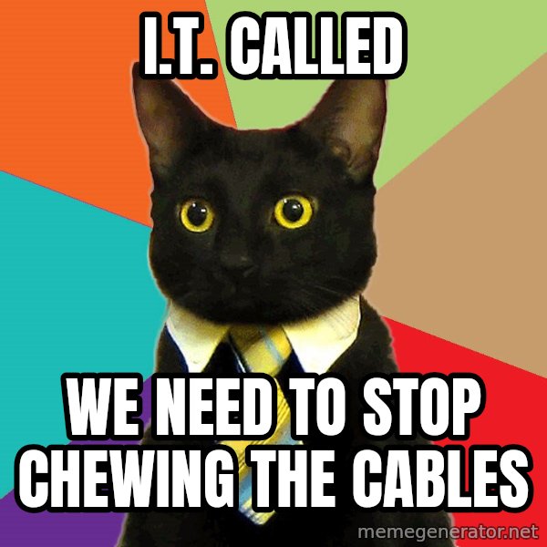 Business Cat meme: I.T. Called / we need to stop chewing the cables
