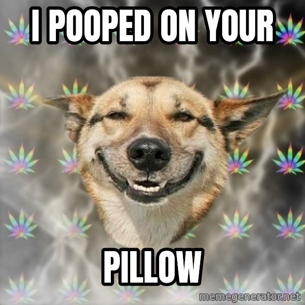 Stoner Dog meme: I POOPED ON YOUR / PILLOW