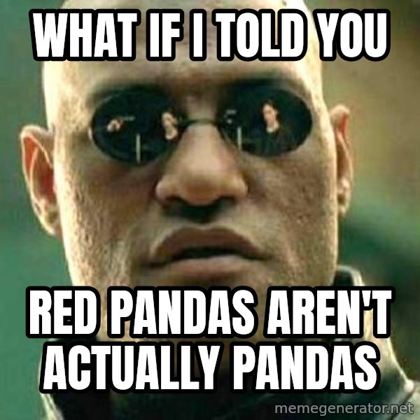 What if I told you / Matrix Morpheus meme: What if i told you / red pandas aren't actually pandas