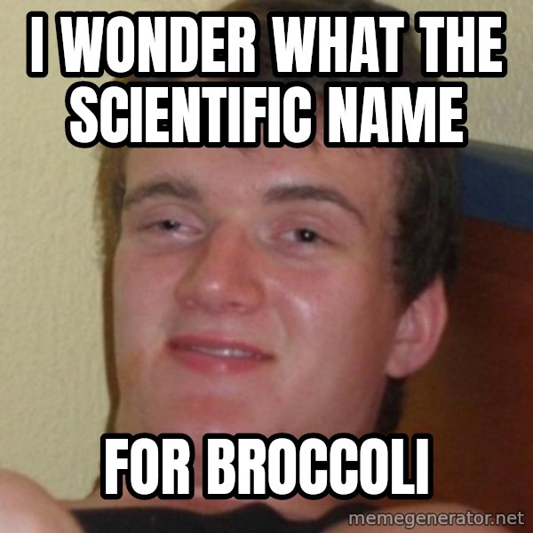 Stoner Guy meme: i wonder what the scientific name / for broccoli