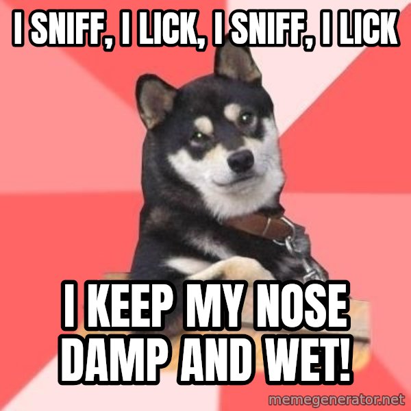 Cool Dog meme: i sniff, i lick, i sniff, I lick / i keep my nose damp and wet!