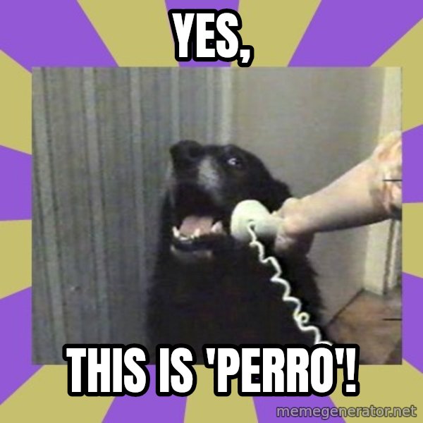 Yes, this is dog! meme: YES, / THIS IS 'PERRO'!