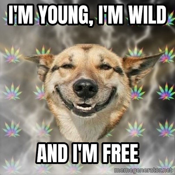 Stoner Dog meme: i'm young, i'm wild / and i'm free