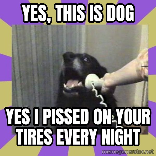 Yes, this is dog! meme: yes, this is dog / yes i pissed on your tires every night