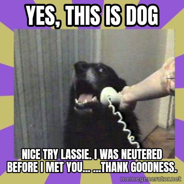 Yes, this is dog! meme: Yes, this is dog / Nice try lassie. i was neutered before I met you...        ...thank goodness.