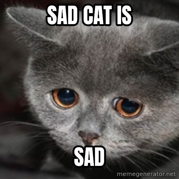 Sadcat meme: SAD CAT IS / SAD