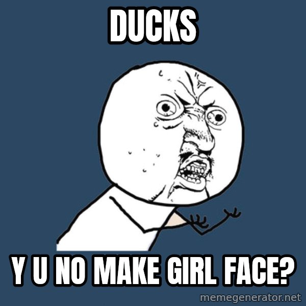 Y U No meme: Ducks / Y u no make girl face?