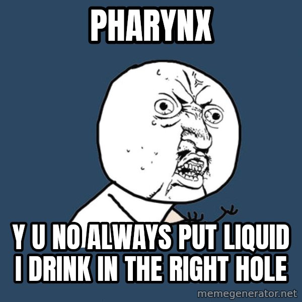 Y U No meme: pharynx / y u no always put liquid I drink in the right hole