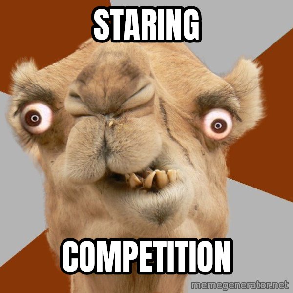 Crazy Camel lol meme: STARING / COMPETITION