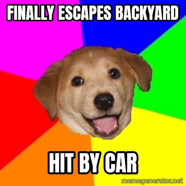 Advice Dog meme: Finally escapes backyard / hit by car