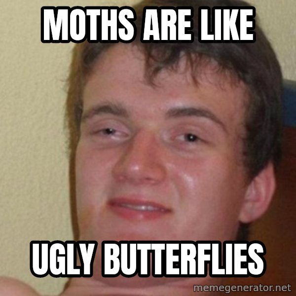 really high guy meme: moths are like / ugly butterflies