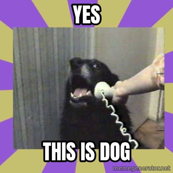 Yes, this is dog! meme: YES / THIS IS DOG