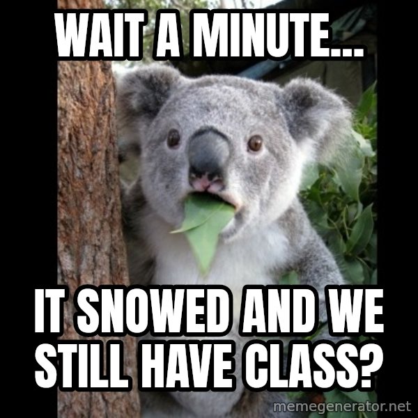 Koala can't believe it meme: wait a minute... / it snowed and we still have class?