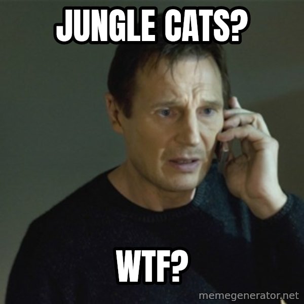 I don't know who you are... meme: JUNGLE CATS? / WTF?