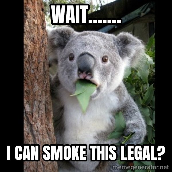 Koala can't believe it meme: Wait....... / I can smoke this legal?