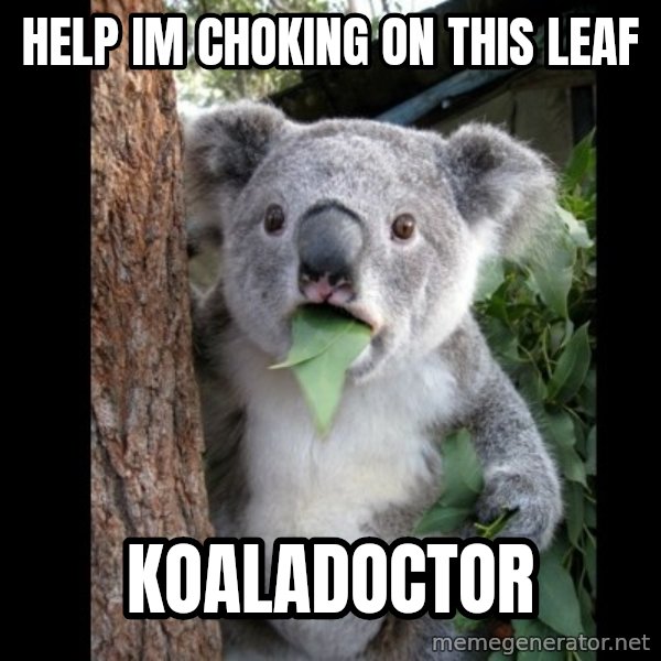 Koala can't believe it meme: Help Im choking on this leaf / koaladoctor