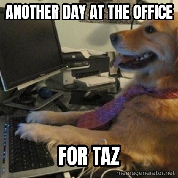 I have no idea what I'm doing - Dog with Tie meme: ANOTHER DAY AT THE OFFICE / FOR TAZ