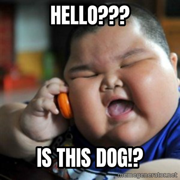fat chinese kid meme: hello??? / is this dog!?