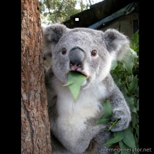 Koala can't believe it meme: .