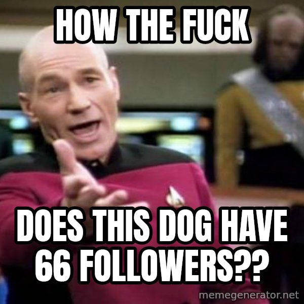 Picard Wtf meme: how the fuck / does this dog have 66 followers??