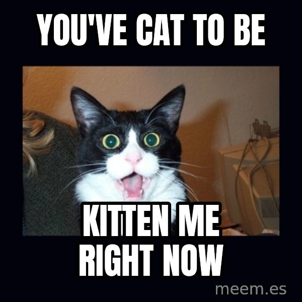 shocked cat meme: you've cat to be / kitten me right now