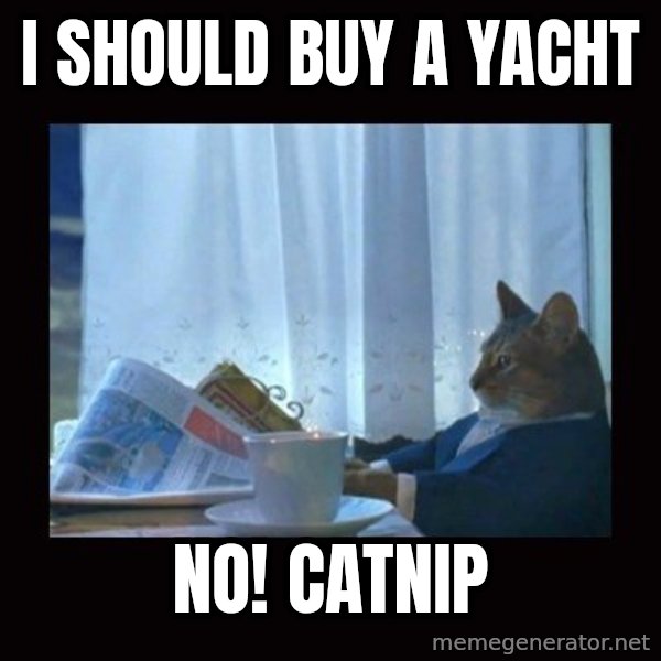 i should buy a boat cat meme: i should buy a yacht / no! Catnip