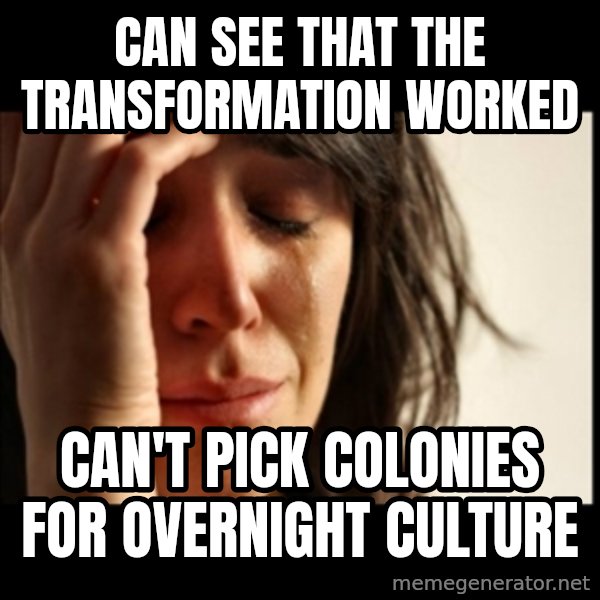 First World Problems meme: can see that the transformation worked / can't pick colonies for overnight culture