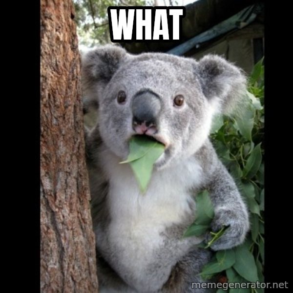 Koala can't believe it meme: what