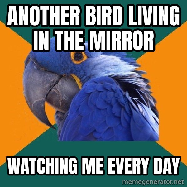 Paranoid Parrot meme: another bird living in the mirror / watching me every day