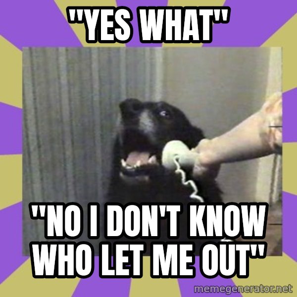 Yes, this is dog! meme: "YES WHAT" / "NO I DON'T KNOW WHO LET ME OUT"