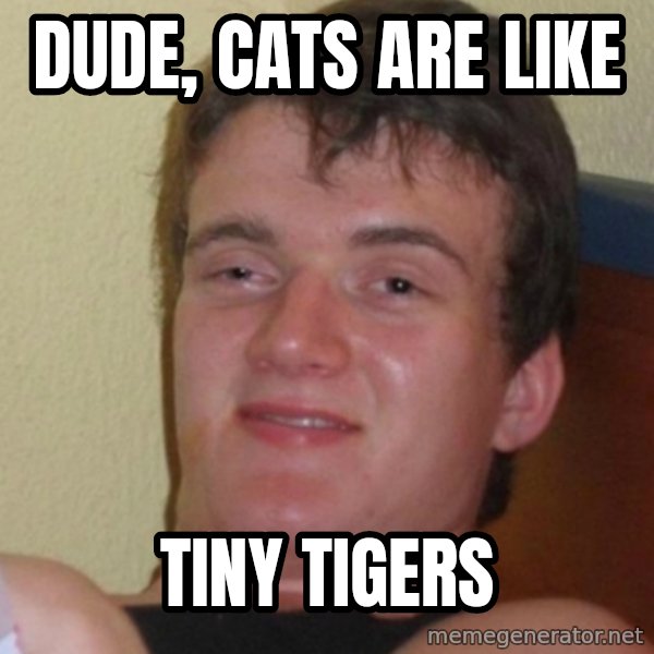 Stoner Stanley meme: Dude, cats are like / tiny tigers