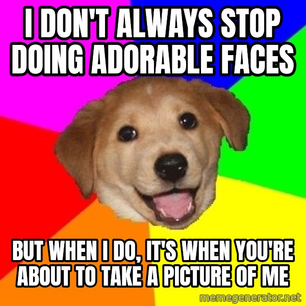 Advice Dog meme: I don't always stop doing adorable faces / but when i do, it's when you're about to take a picture of me