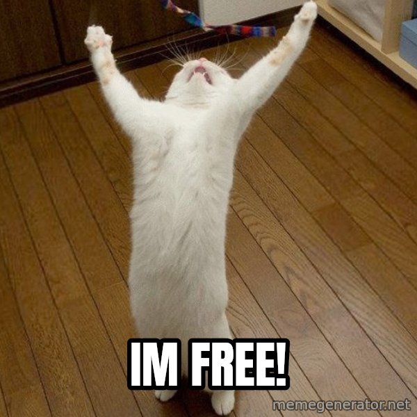 praise the lord cat meme: im free!