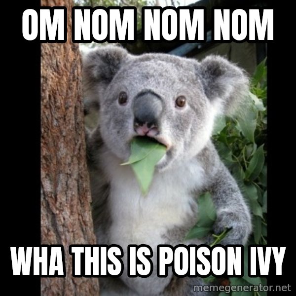 Koala can't believe it meme: om nom nom nom / wha this is poison ivy