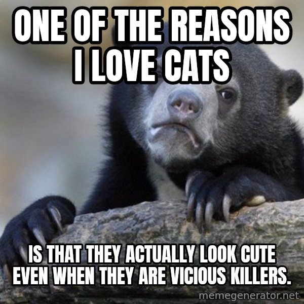 Confession Bear meme: one of the reasons i love cats / is that they actually look cute even when they are vicious killers.