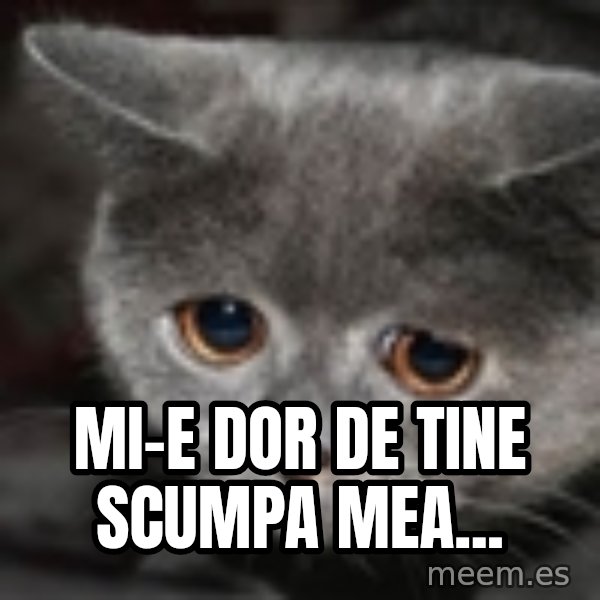 sad cat meme: MI-E DOR DE TINE SCUMPA MEA...
